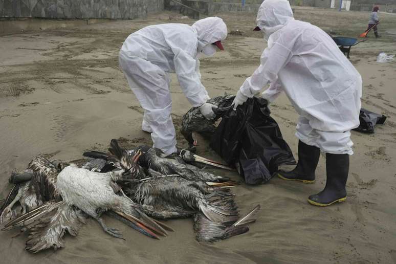 Pessoas em roupas de prote&ccedil;&atilde;o recolhendo pelicanos mortos em uma praia