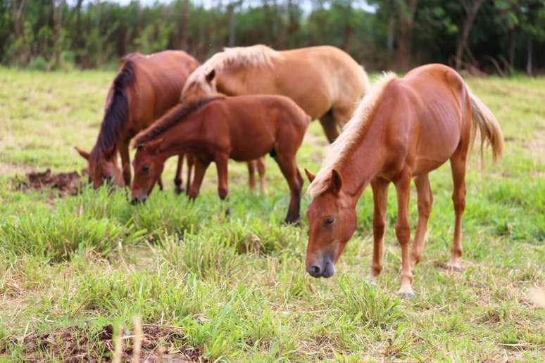 The horse has a strong sense of smell that allows you to recognize other horses and humans from the smell The horse has a strong sense of smell that allows you to recognize other horses and humans from the smell