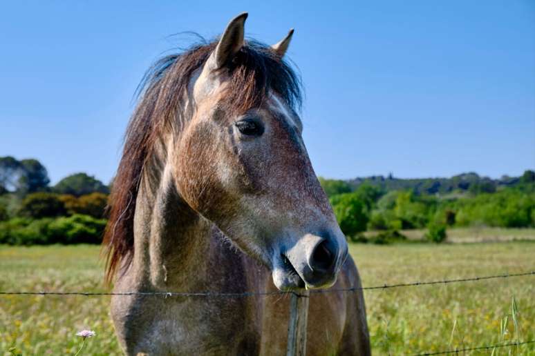 8 animals with powerful smell