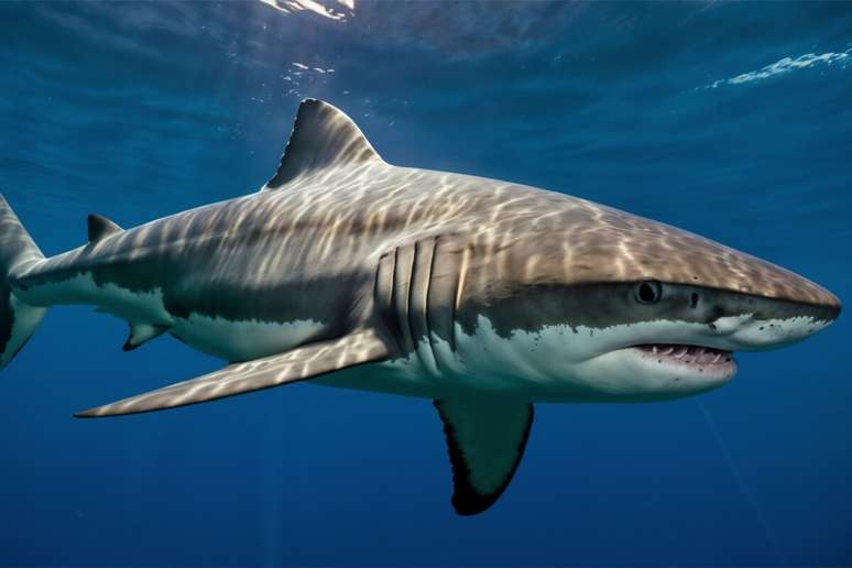 The white shark has olfactory sensors that also detect small blood concentrations in large volumes of water The white shark has olfactory sensors that also detect small blood concentrations in large volumes of water