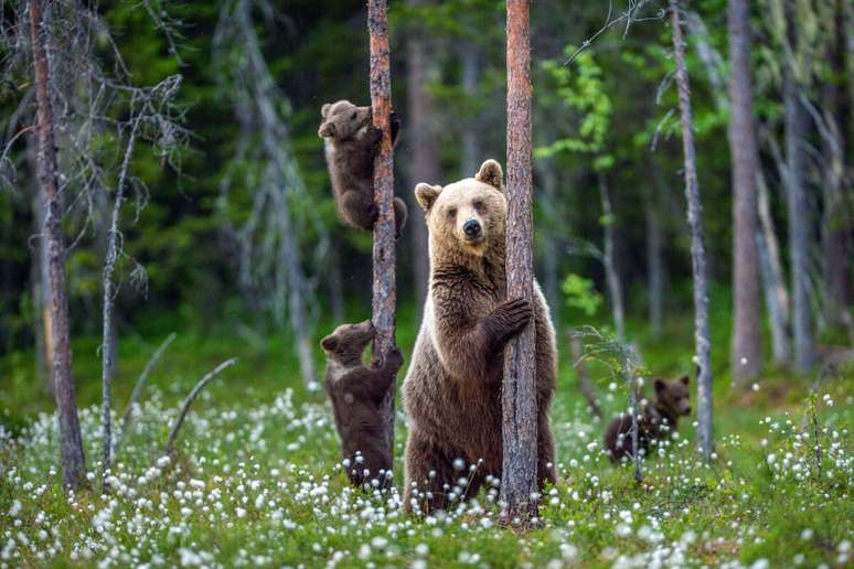 The Pardo Bear can smell an animal who died more than 30 km away The Pardo Bear can smell an animal who died more than 30 km away