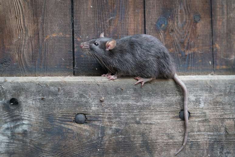 The rat uses the smell to look for food and avoid predators The rat uses the smell to look for food and avoid predators