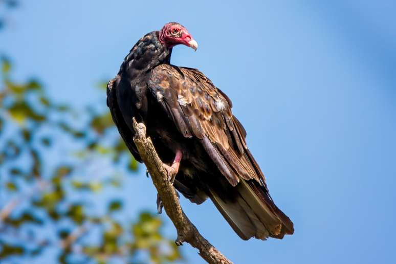 The red -headed vulture detects the gases released by the decomposition of dead animals even at high altitude The red -headed vulture detects the gases released by the decomposition of dead animals even at high altitude
