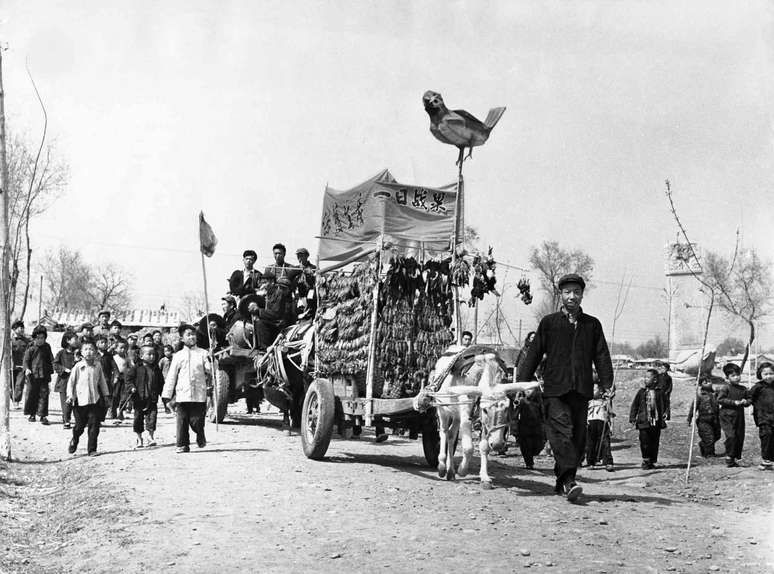 Mais de mil pardais mortos por camponeses em 1958 s&atilde;o exibidos em uma carro&ccedil;a perto de Pequim, China. Sovphoto/Universal Images Group via Getty Images