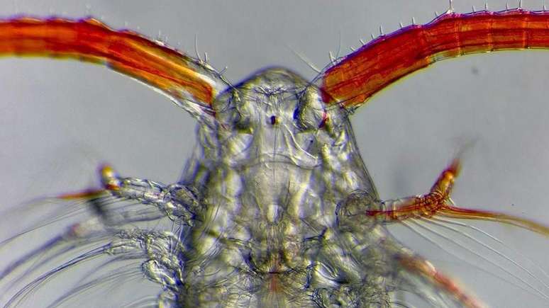O cop&eacute;pode tem bra&ccedil;os em formas de pelos para se alimentar