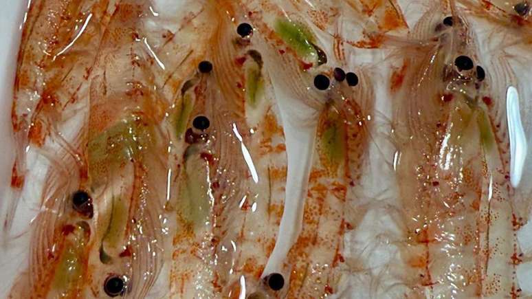 Krill ant&aacute;rtico com v&iacute;sceras verdes, o que indica que havia comido algas recentemente