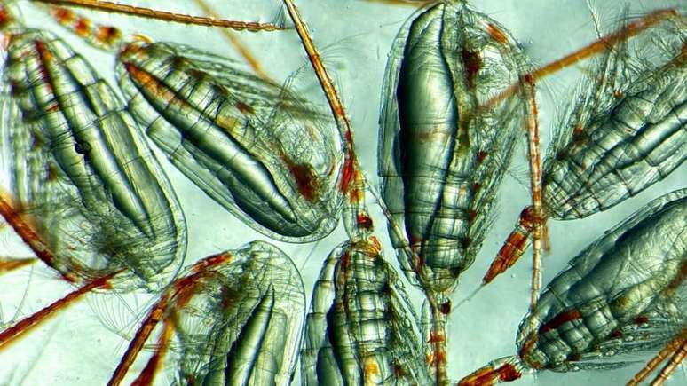 F&ecirc;meas de cop&eacute;podes com dep&oacute;sitos de gordura no corpo