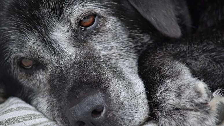 O Alzheimer também pode atingir os cães idosos