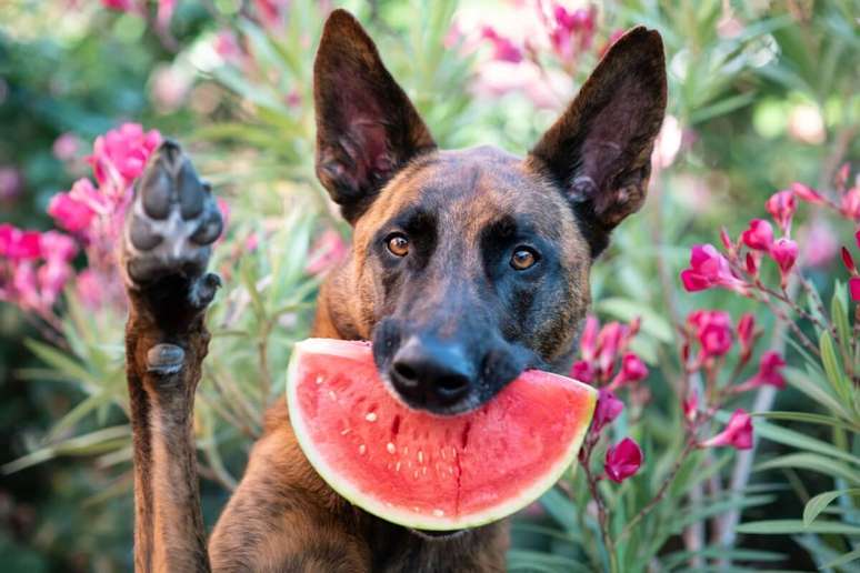 The Dutch shepherd's diet should be balanced to guarantee its health The Dutch shepherd's diet should be balanced to guarantee its health