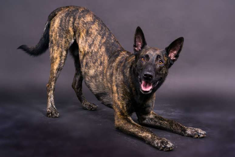 4 characteristics of the Race of the Dutch shepherd 4 characteristics of the Race of the Dutch shepherd