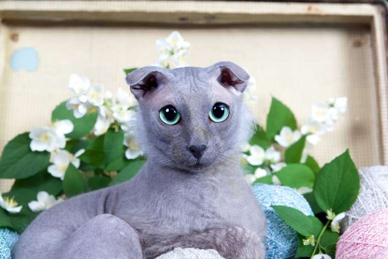Levkoy Ukrainian is the result of the crossing between Donskoy and Scottish Fold 