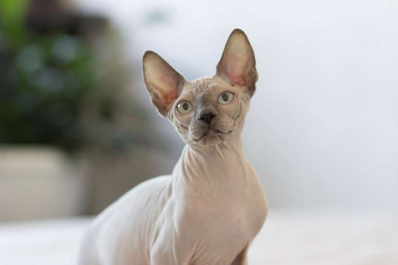 6 races of cats without