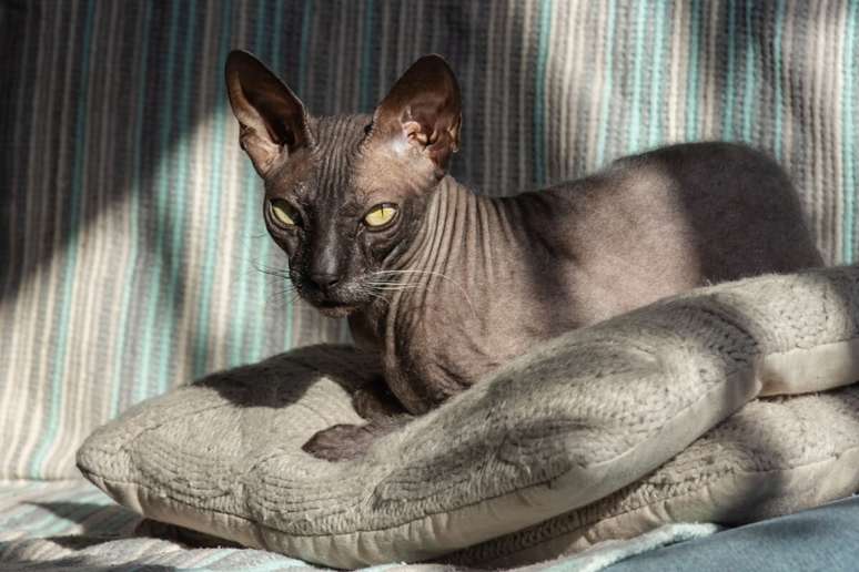 Donskoy has a wrinkled skin and can vary between completely smooth or with a slight pen 