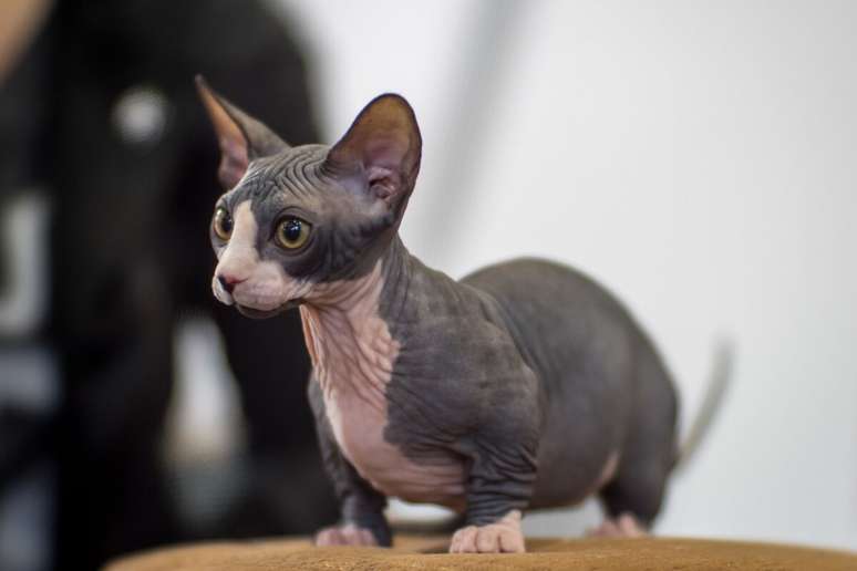 The child has the skin without Sfinx hair and the short legs of Munchkin 