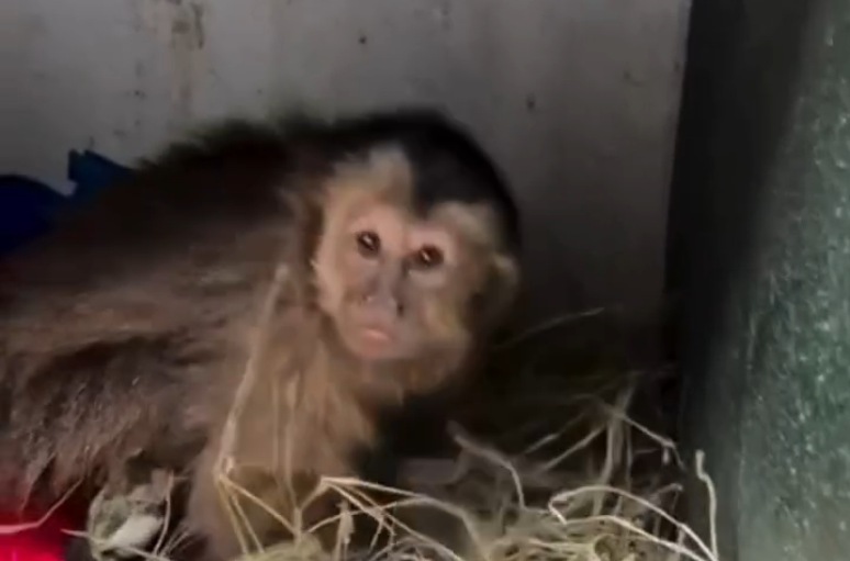 Macaca &eacute; resgatada debaixo de ve&iacute;culo em garagem pr&oacute;xima ao Jardim Bot&acirc;nico, no RJ