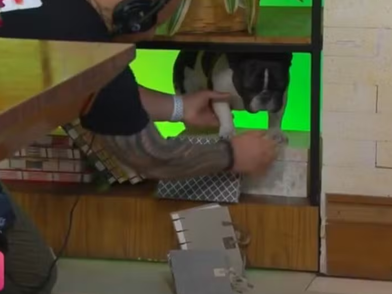 Cute moment! Ana Maria Braga’s dog must be saved live in the program Cute moment! Ana Maria Braga’s dog must be saved live in the program