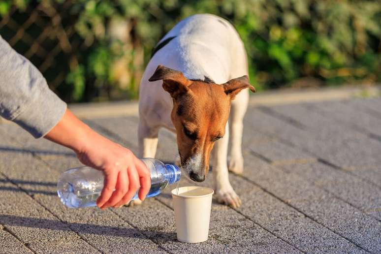 Pequenas ações fazem toda diferença na vida de animais indefesos
