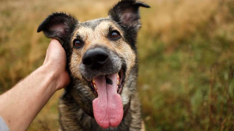 Segundo especialistas, certos comportamentos indicam se o seu cachorro está realmente feliz; descubra quais são eles