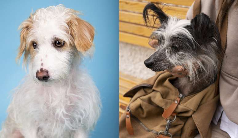 VI-SA DAY: What is the “Fire a sleeve” dog?