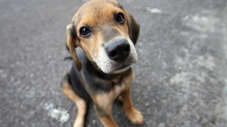 July 31 is Mutt’s day! More information on the date
