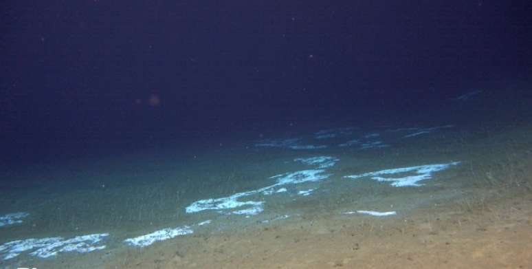 Comunidade de plantas florescentes no fundo do mar