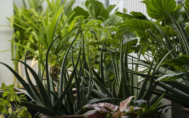 Goodbye to pollution at home: these plants purify the air, according to NASA, and are easy to take care
