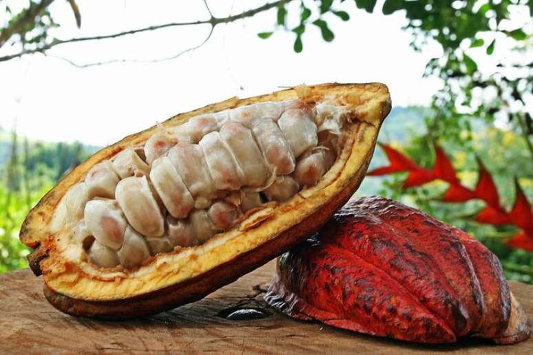 Cacau tem chance de ser excluído do tarifaço de Trump