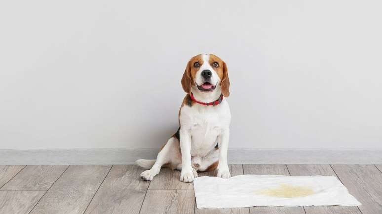 How to get the smell of the dog’s pee from the house?