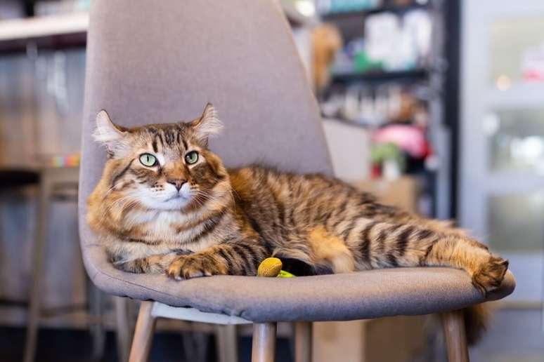 Highlander cats with long need regular brushing Highlander cats with long need regular brushing