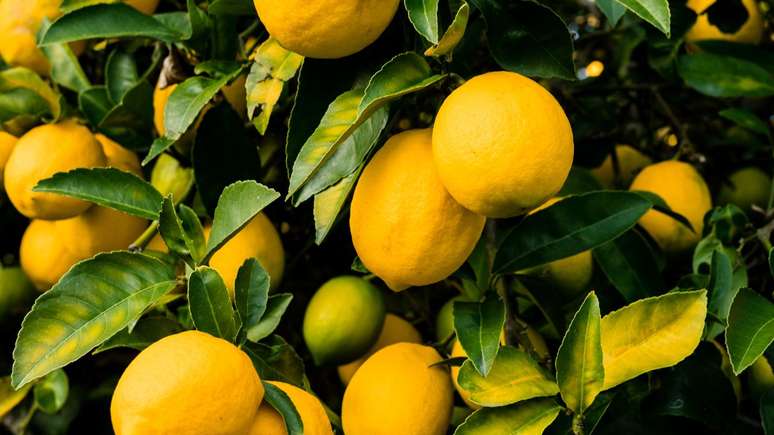 Sicilian lemon: check the benefits of health for health