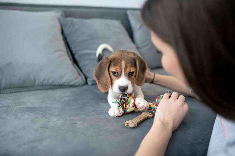 Quando cães e humanos fazem contato visual, ambos sentem uma onda de oxitocina. Dmytro Zinkevych/Shutterstock.com