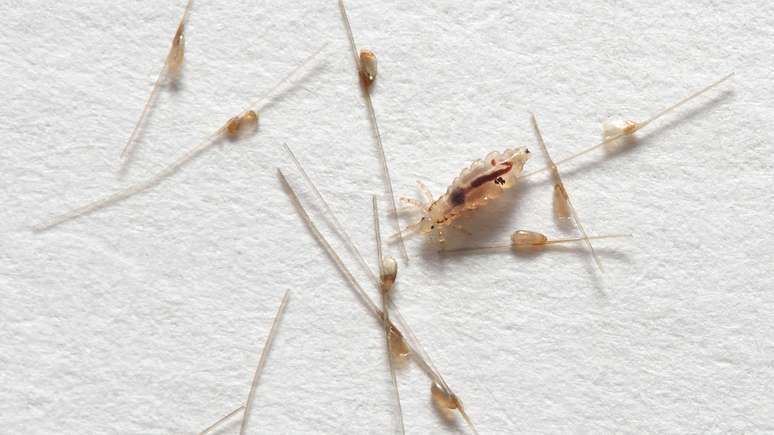 As lêndeas são fixadas por uma substância grudenta, como uma cola, que solidifica o ovo no lugar