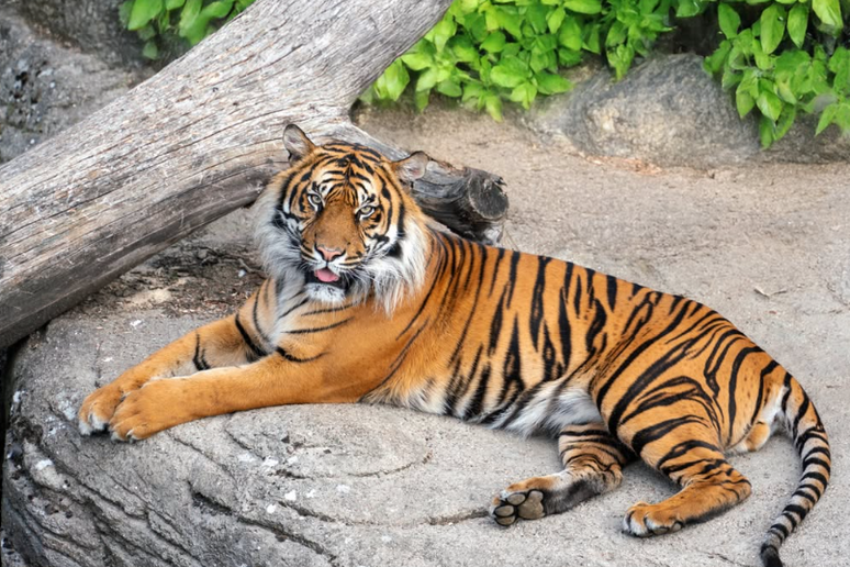 Tigre mantido pelo zoológico de Aalborg, na Dinamarca