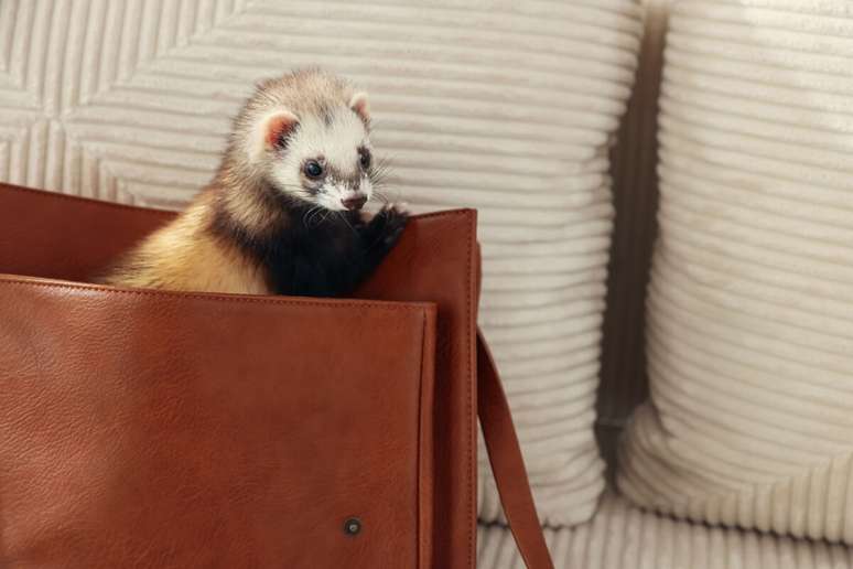 Os fur&otilde;es gostam de esconder objetos e esse comportamento imita o de armazenar alimentos para construir &ldquo;ninho&rdquo; 