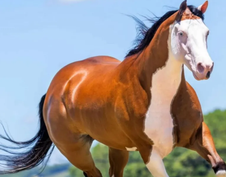  &Eacute;gua adquirida por Z&eacute; Neto tem o pre&ccedil;o estimado em R$2,5 milh&otilde;es