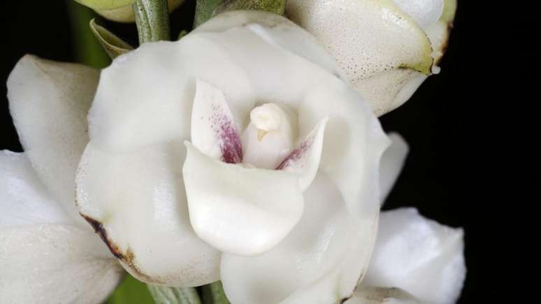 O sonho de Dyke era encontrar plantas silvestres raras e desconhecidas, como a Peristeria elata, batizada em 1831 por William J. Hooker (1785-1865), que parece ter uma pomba no centro