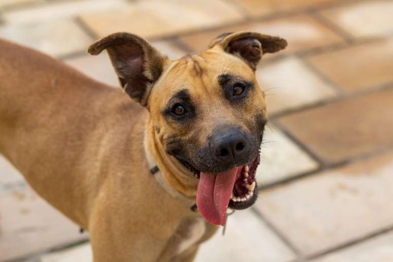 O vira-lata caramelo se tornou um verdadeiro &iacute;cone da cultura brasileira