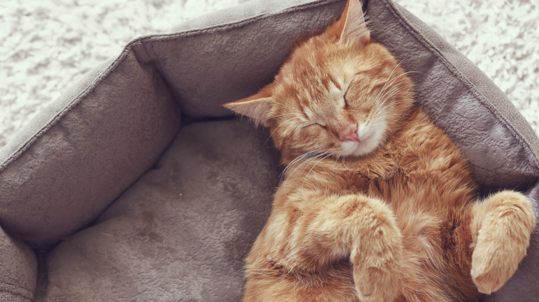 De acordo com estudos, os gatos herdaram certos costumes, que favorecem o bem