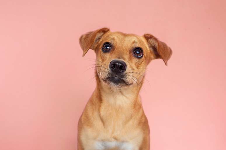 &ldquo;Jujuba&rdquo; combina com cadelas caramelo simp&aacute;ticas e que tamb&eacute;m n&atilde;o dispensam uma bagun&ccedil;a 