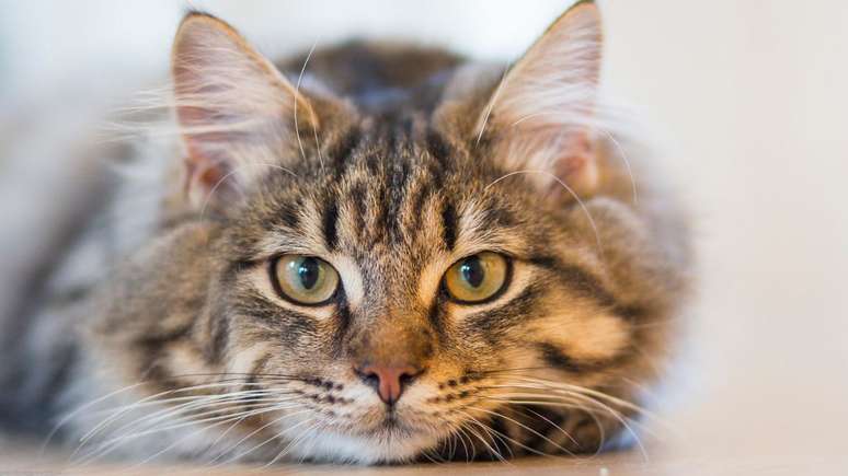 Voc&ecirc; sabia que dia 8 de agosto &eacute; celebrado o Dia Internacional do Gato? Confira dicas de especialista sobre cuidados com o animal