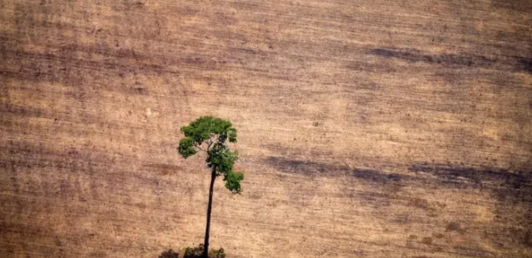 Imagem de &aacute;rvore sozinha em meio a &aacute;rea desmatada