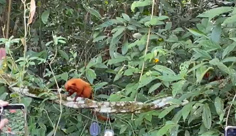 Micos-le&otilde;es-dourados voltam &agrave; natureza no RJ