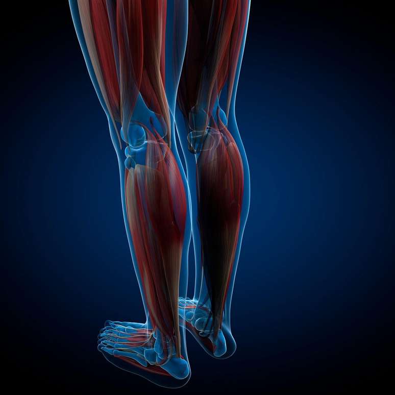 Os pés têm músculos intrínsecos, que trabalham apenas na parte interna dessa parte do corpo, e outros que se conectam com o resto da perna