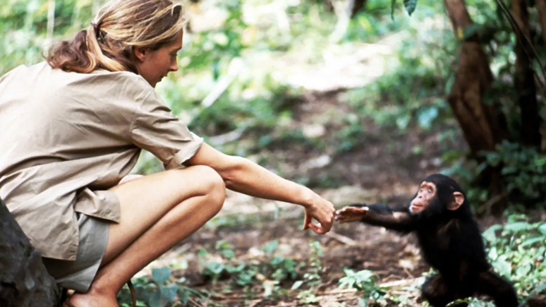 'Se os chimpanz&eacute;s se encontrarem ap&oacute;s uma separa&ccedil;&atilde;o, eles se d&atilde;o as m&atilde;os, eles se abra&ccedil;am, eles se beijam', conta Jane Goodall sobre os animais que ela estudou na Tanz&acirc;nia