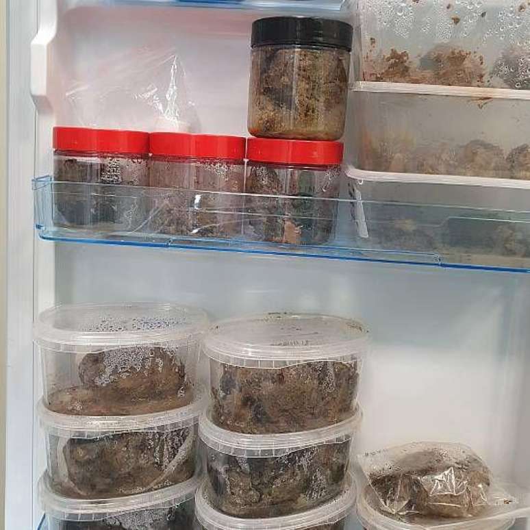 A cientista mant&eacute;m a cole&ccedil;&atilde;o de c&eacute;rebros em geladeiras no laborat&oacute;rio