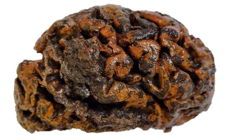 Um c&eacute;rebro milenar escavado no cemit&eacute;rio de Sint-Maartenskerk, na B&eacute;lgica. As dobras do tecido est&atilde;o tingidas de laranja devido aos &oacute;xidos de ferro