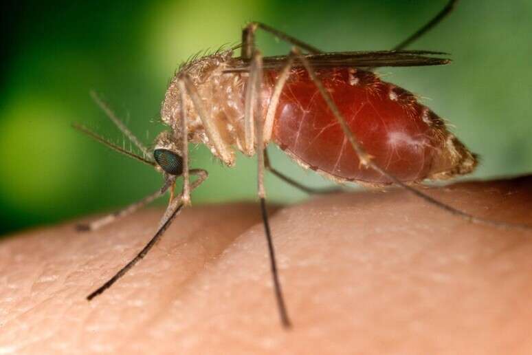 Italy records 17th death from the western Nile fever