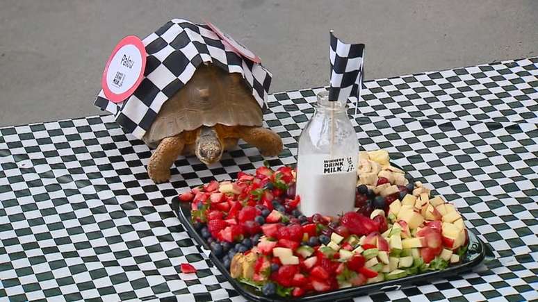 Tartaruga ‘Palou’ na Zoopolis 500 de 2025