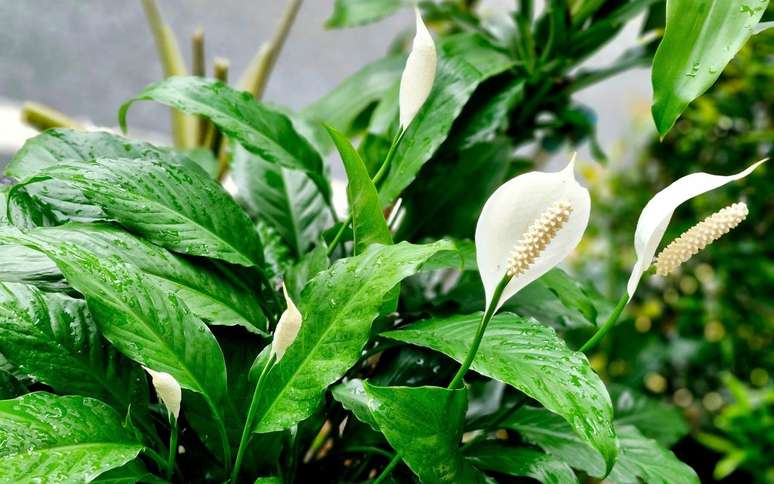 How to take care of the lily: the almost immortal plant that purifies the air and thrives all year round