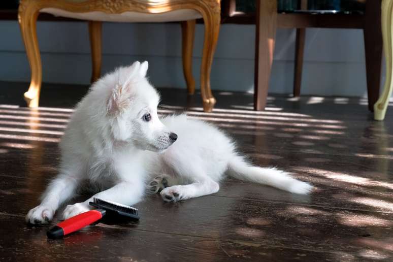 O spitz japon&ecirc;s demanda escova&ccedil;&atilde;o regular para prevenir problemas de pele 
